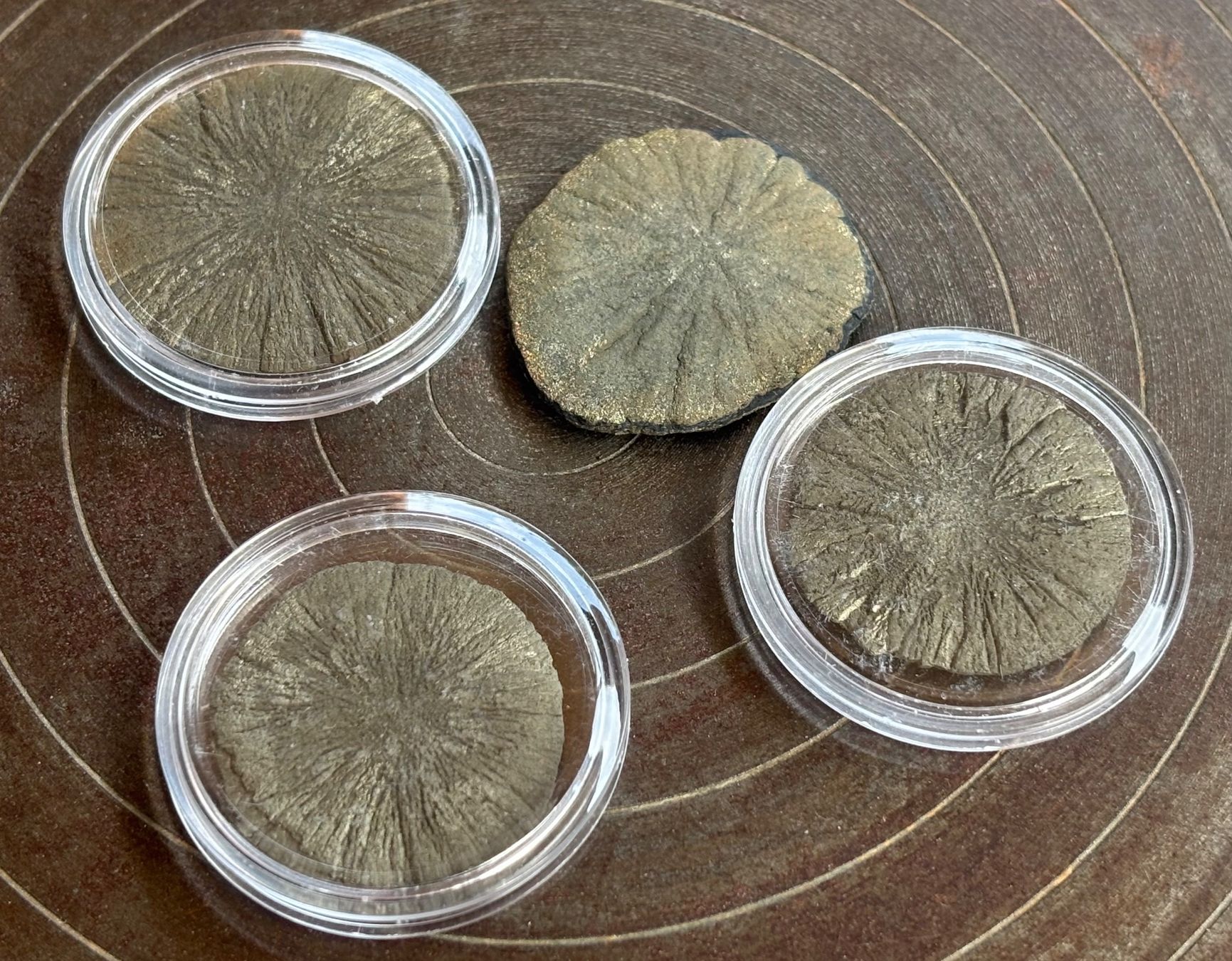Fossilien: Fossilien Pyritsonnen 4 Stück – Gebraucht aus Lüchingen von Eeizo 6