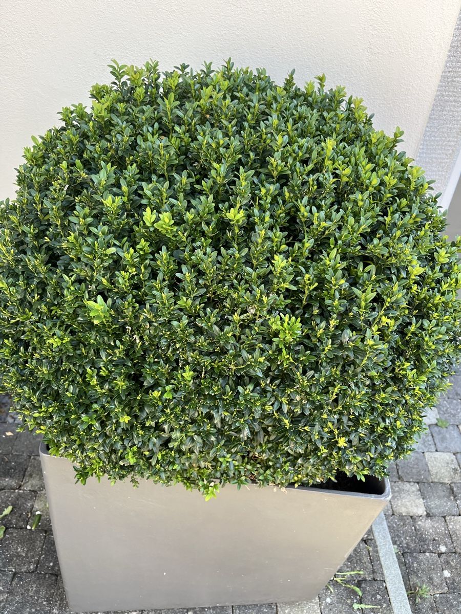 Piante & sementi: Eternit/ Topf/ Buchs /Bonsai – Usato da Bertschikon Gossau venduto da BAUSTOFFHANDELbucher 4