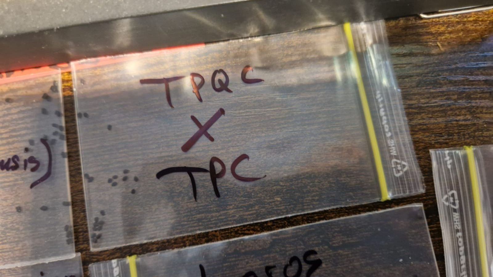 Piante & sementi: TPQC X TPC (20 Trichocereus Samen) – Usato da Zürich venduto da LophiMaster