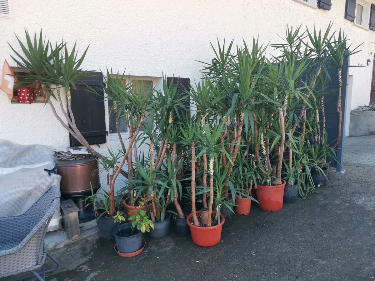 Piante & sementi: Yucca Palmen Sammlung 35 Töpfe.  – Usato da Frauenfeld venduto da Hornusser26 2