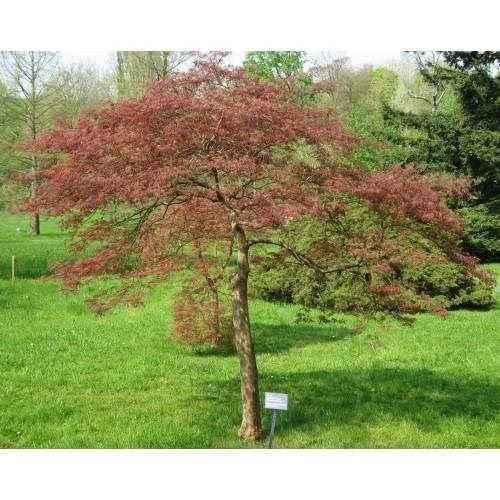 Piante & sementi: Erable du Japon Dissectum Garnet 20-30cm – Nuovo (secondo la descrizione) da Bremblens venduto da FIBONACCI369 3