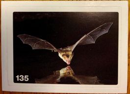 Migros Nature Detectives - Bild Nr. 135