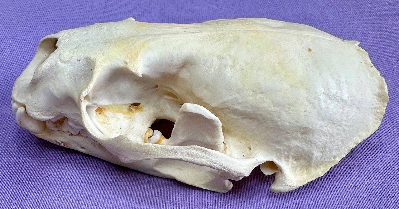 Il mondo degli animali: Echter Otter Schädel - 2011 legal importiert – Nuovo (secondo la descrizione) da Thun venduto da Abalona3600 1