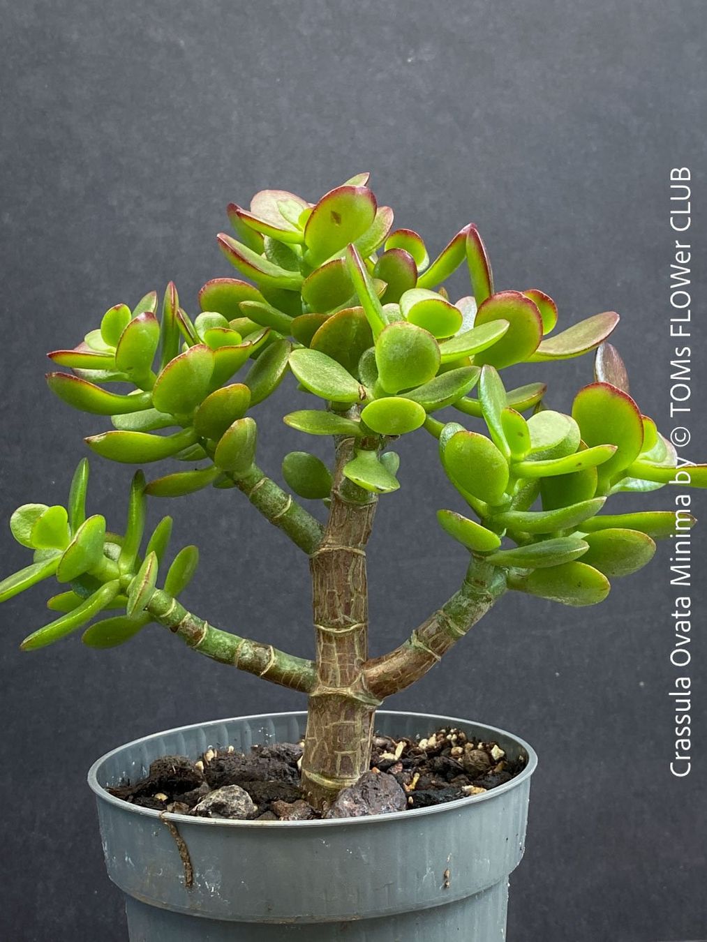 Piante & sementi: CRASSULA OVATA MINIMA - Kompakter Geldbaum – Nuovo e nell'imballaggio originale da Adliswil venduto da TAKEYOURPLANT 3