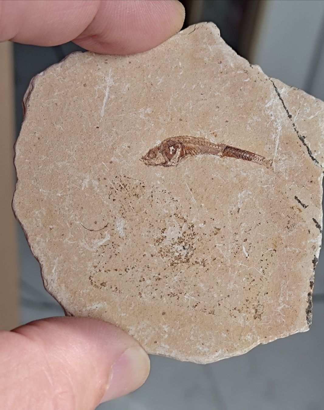 Fossilien: Pesci ossei fossili. 2 pz. – Neu (gemäss Beschreibung) aus Lugano von fbo_82wg 4