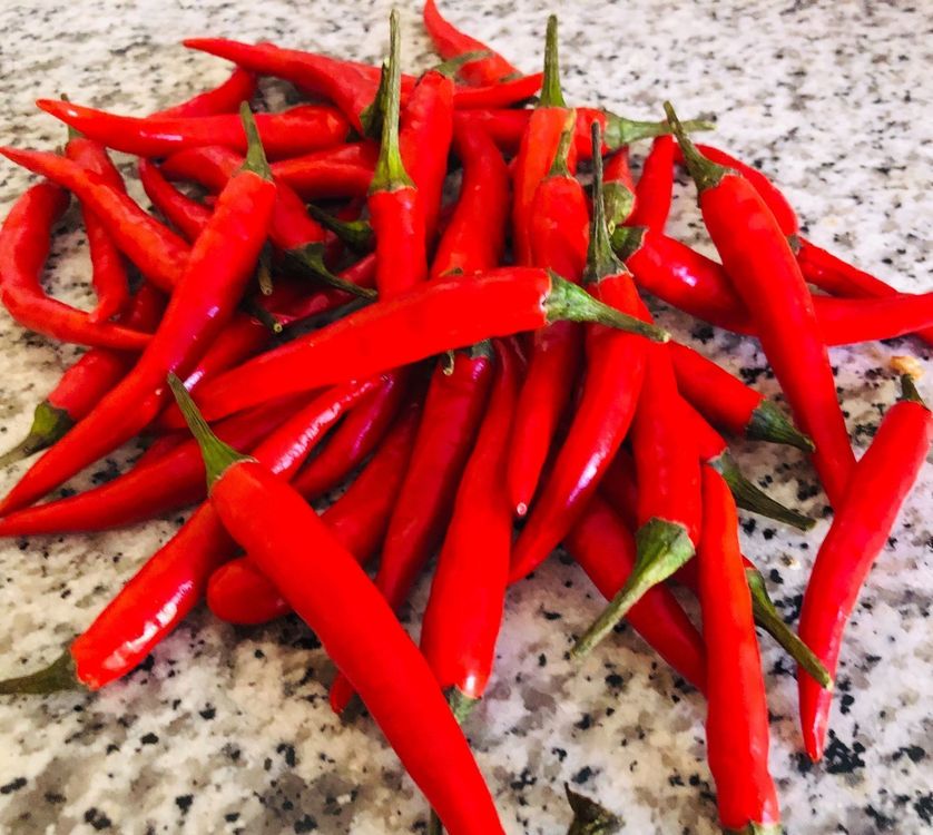 50 stk FRISCHE ROTE PAPRIKA SEHR SCHARF (Neu und originalverpackt) in ...