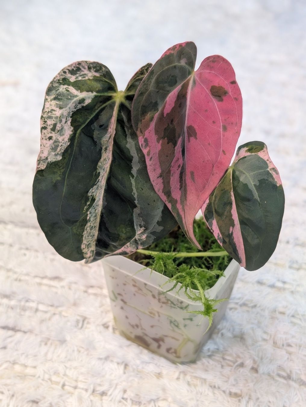 Pflanzen & Samen: Anthurium "Hot Barbie" Pink Variegata – Neu (gemäss Beschreibung) aus Faulensee von plantmama