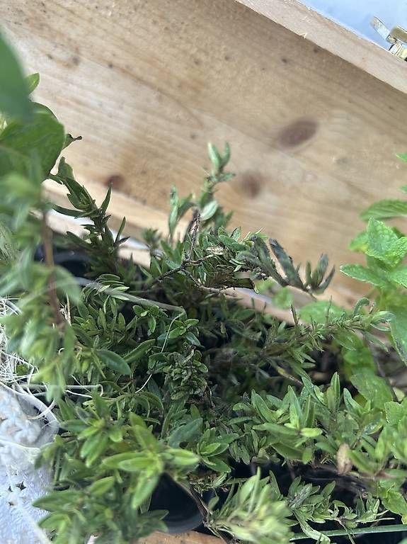Vasi per fiori: Kräuterkistli – Usato da Frauenfeld venduto da Irene.Schuppli 2