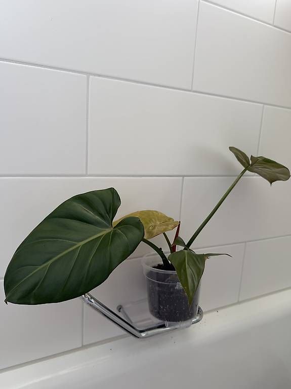 Piante & sementi: Philodendron Gloriosum – Usato da Spiez venduto da Lunelu