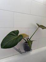 Philodendron Gloriosum
