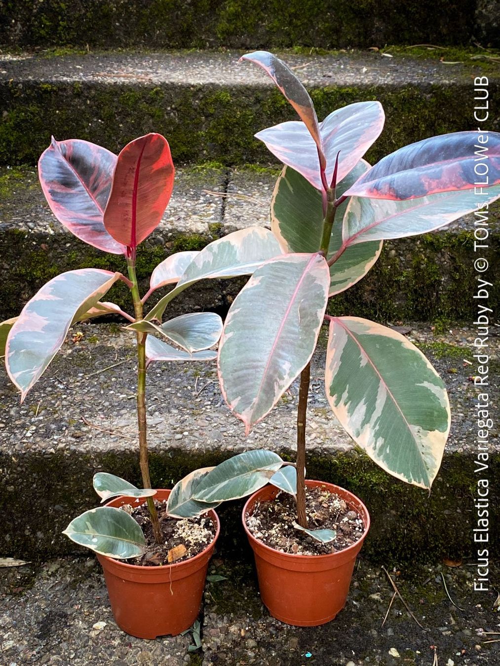 Piante & sementi: Ficus Elastica Variegata Red Ruby - ein eleganter Blickfang – Nuovo e nell'imballaggio originale da Adliswil venduto da asTOMas963 1