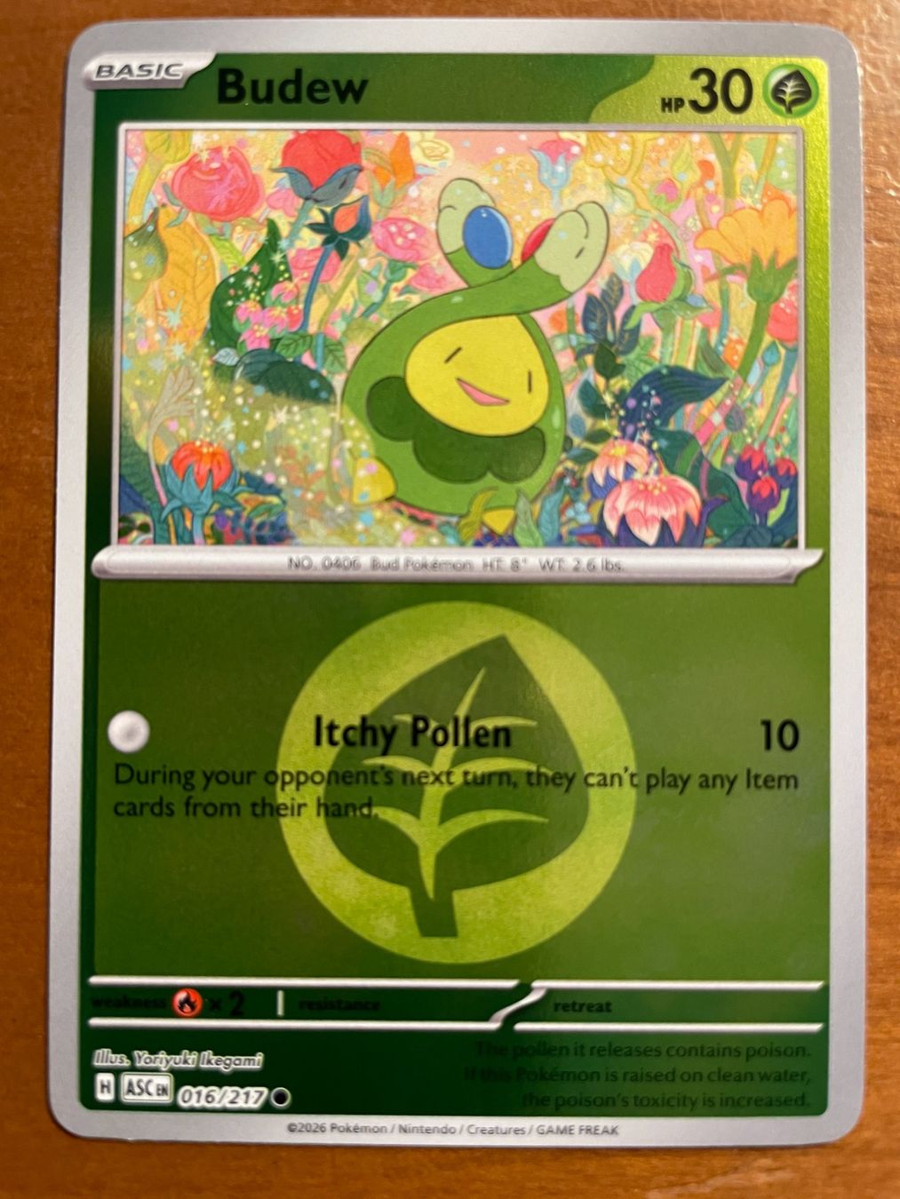 Pokémon Carte collezionabili: Pokemon Budew Reverse (Versand gratis) – Nuovo (secondo la descrizione) da Chur venduto da Angerson