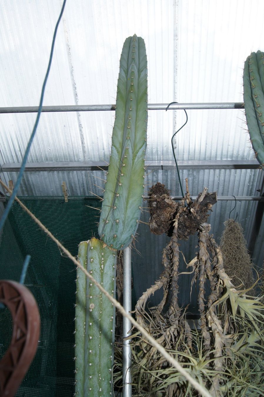 Plantes & graines: Cereus peruvianus – Kopfstück – D'occasion à Geroldswil par botanicals 4