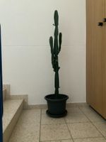Schöne Euphorbia Kakteen 🌵 Zimmerpflanze 👍🏼 0767-742642