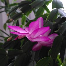 Profile image of Sanoa7