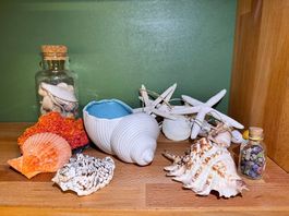 Deko-Set - Meeresdekoration / Muscheln / Korallen