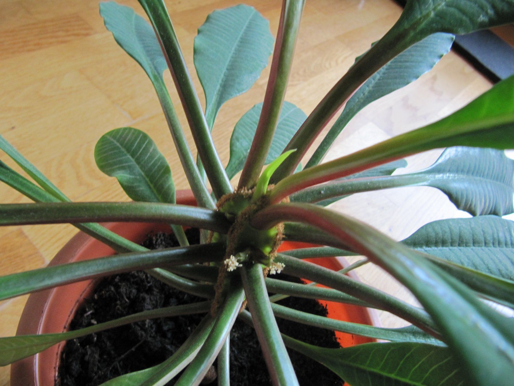 Zimmerpflanze Euphorbia Leuconeura Madagascar Spuckpalme (Gebraucht) in  Wrenlos fr CHF 28.8  nur Abholung auf Ricardo kaufen