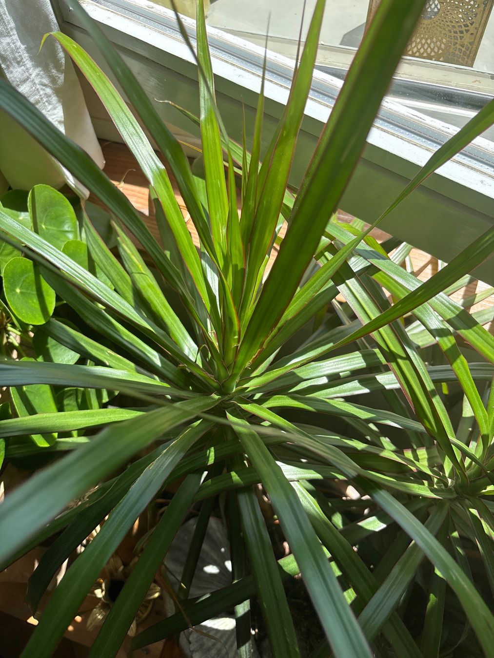 Plantes & graines: Zimmerpflanze Palme – D'occasion à Oberrieden par ZehSa 1