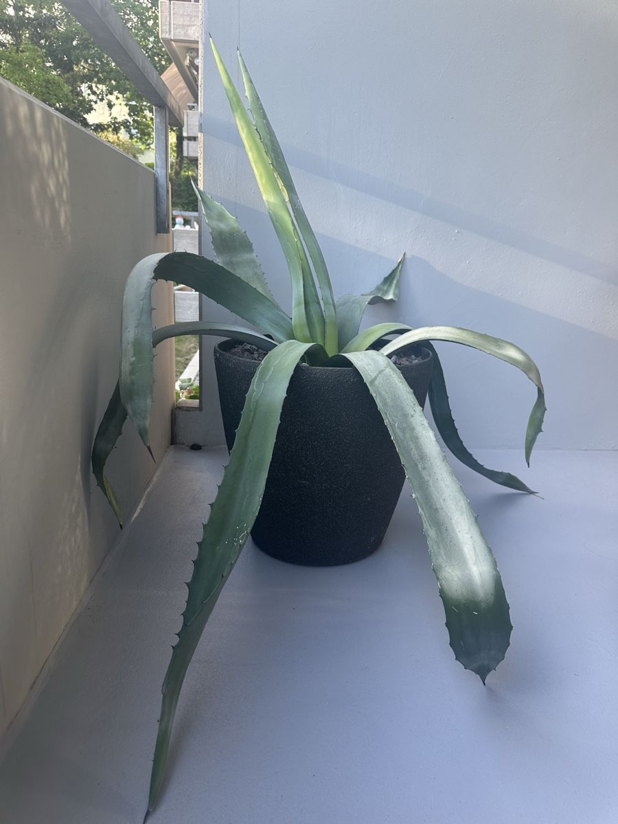 Piante & sementi: Agave groß und kräftig  – Usato da Zürich venduto da von_7vbl 1