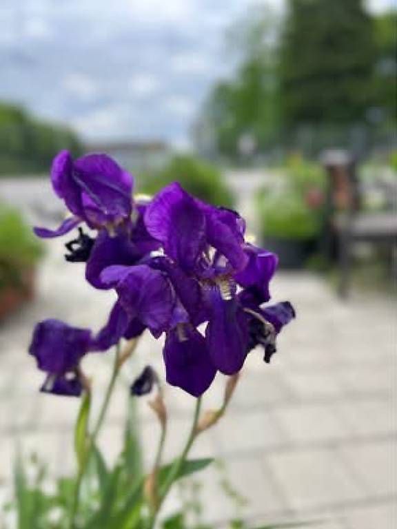 Vasi per fiori: Blaue Blumen Kombination  – Usato da Frauenfeld venduto da Irene.Schuppli 1