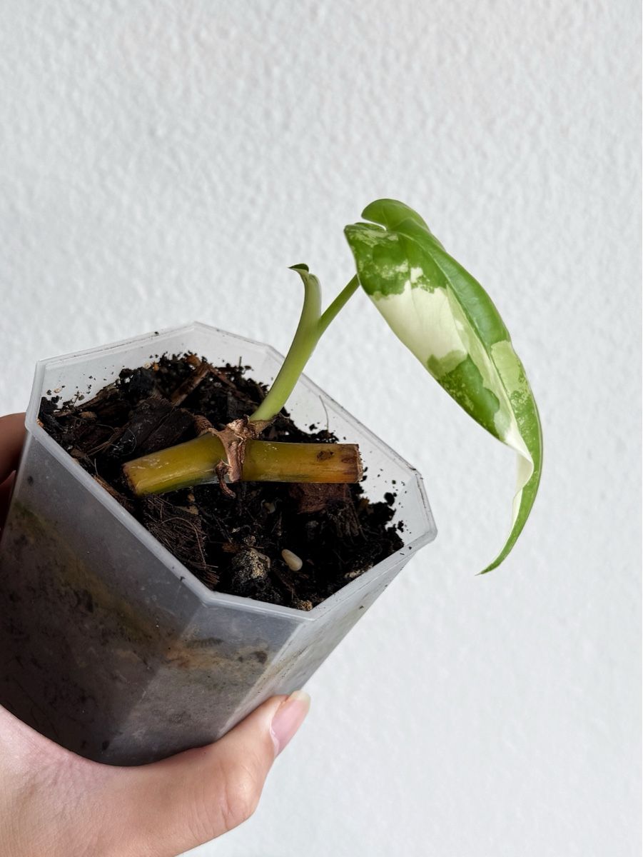 Piante & sementi: Syngonium Chiapense Variegated #2 – Nuovo (secondo la descrizione) da Bern venduto da Lucas_Ma 1