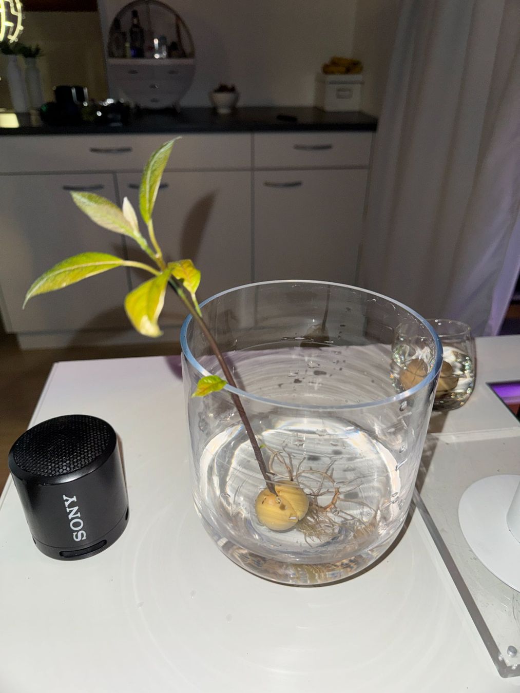 Piante & sementi: Avocado Baum – Usato da Schlieren venduto da Edgar_k 4