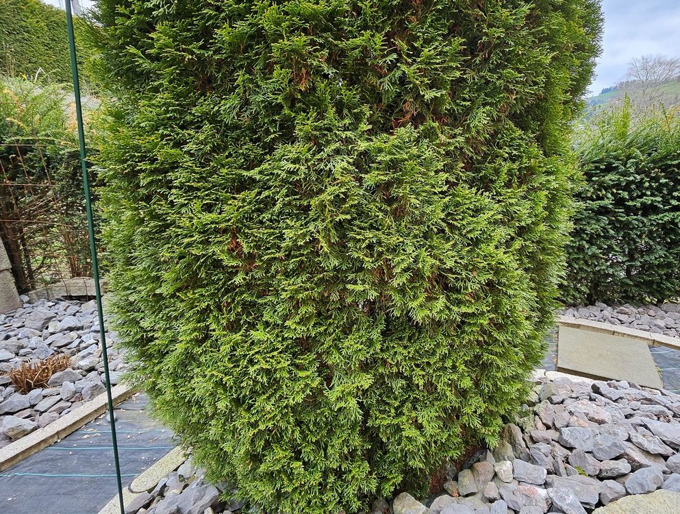 Grosse Thuja zu verkaufen, ca. 4m + hoch (Gebraucht) in Gibswil fr CHF 59   nur Abholung auf Ricardo kaufen