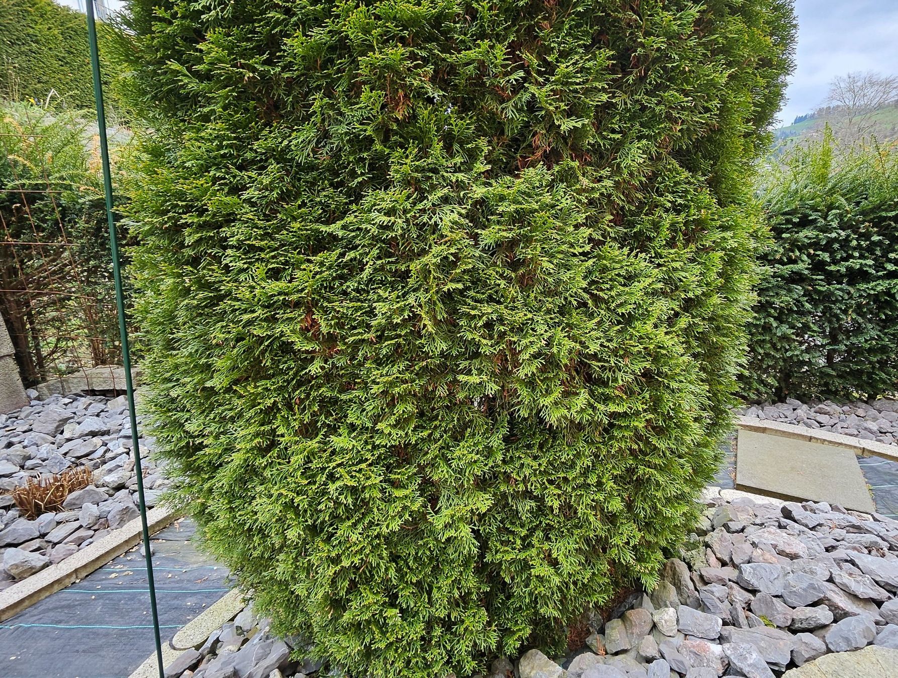Grosse Thuja zu verkaufen, ca. 4m + hoch (Gebraucht) in Gibswil fr CHF 59   nur Abholung auf Ricardo kaufen