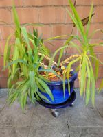 Yucca Pflanze im blauen Keramiktopf mit Rolluntersetzer