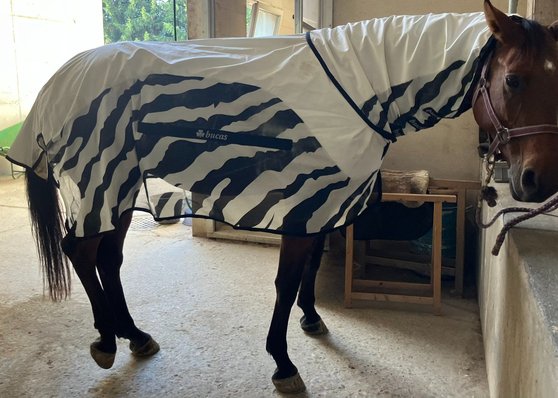 Decken & Deckenzubehör: Bucas Buzz-Off Rain Zebra & Neck 140cm – Gebraucht aus kottwil von opononi 1