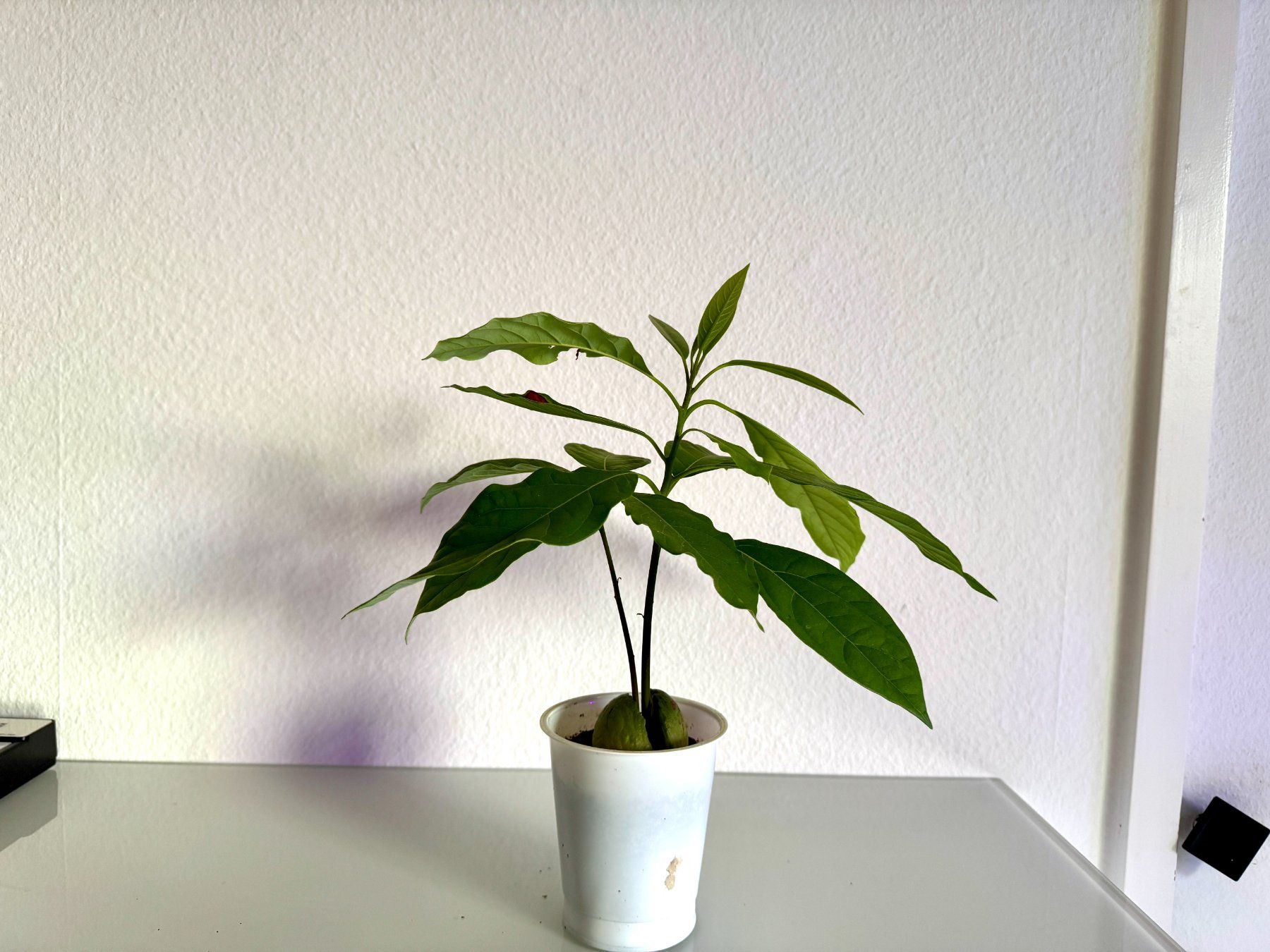 Pflanzen & Samen: Avocado Baum (Doppelstamm) – Gebraucht aus Schlieren von Edgar_k