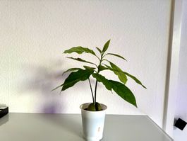 Avocado Baum (Doppelstamm)