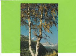 Birke ob Eggen/Eggerberg