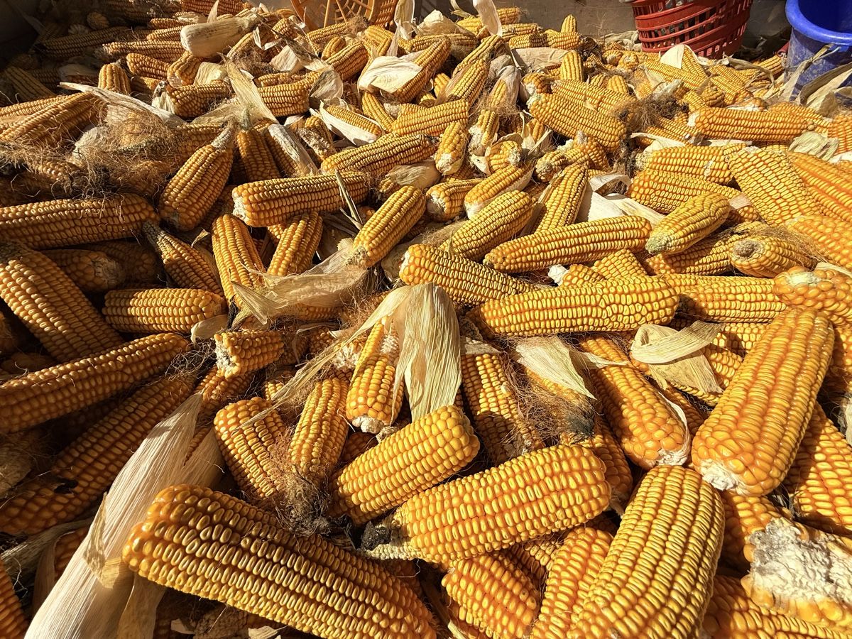 Mangimi: 5kg BIO Körnermais Kolben – Nuovo (secondo la descrizione) da Märstetten venduto da The_Dings 2