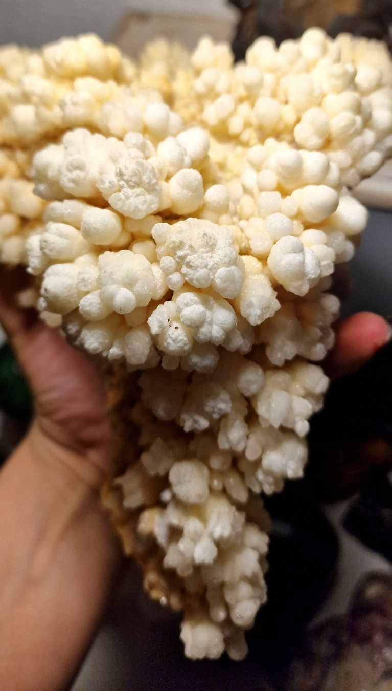Minerali & Pietre curative: Botryoidal Aragonit Höhlen Calcit Kristall Cluster 1.92kg – Nuovo (secondo la descrizione) da Matzingen venduto da Shay_Crystalz 6