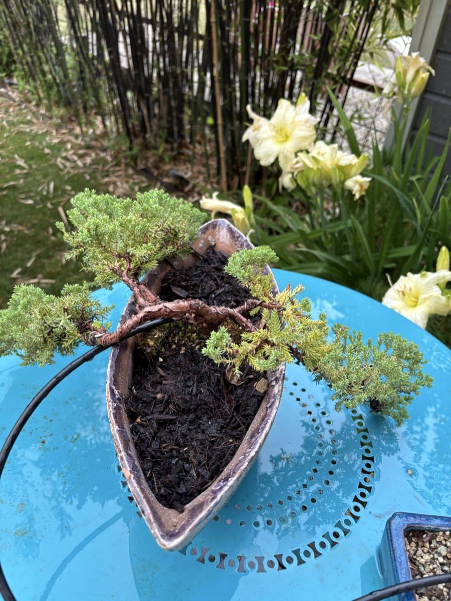 Plantes & graines: Wacholderbonsai Juniperus  – D'occasion à Epalinges par ihl_f6xh 3