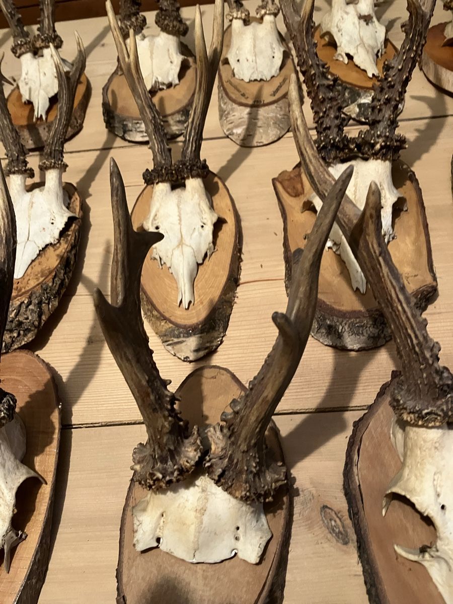 Tutte le decorazioni: Gehörn – Usato da dietikon venduto da Fisdirektor 4