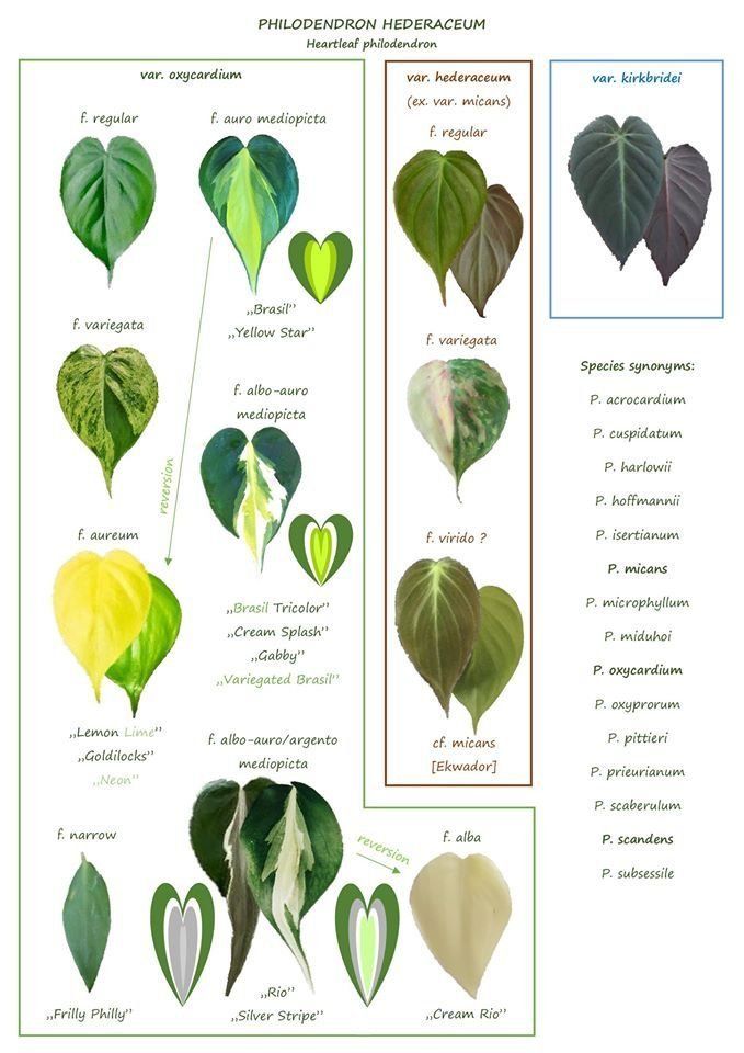 Piante & sementi: Philodendron scandens hederaceum "Cream splash" – Nuovo (secondo la descrizione) da Winterthur venduto da Aniger 8
