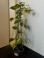 Zimmerpflanze Epipremnum pinnatum 'Aureum' Topf mit Rankh...