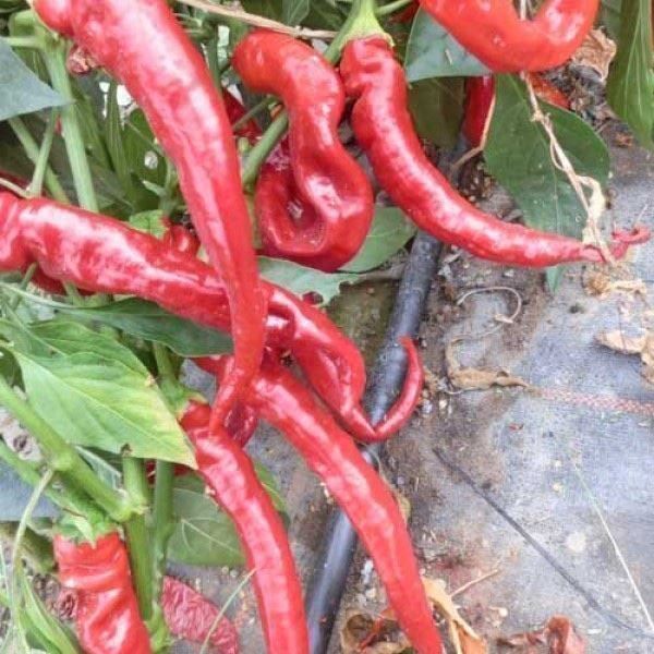 Pflanzen & Samen: 50 Samen Ziegenhorn Chili – Neu (gemäss Beschreibung) aus Ehrendingen von VerveinaSamen 4
