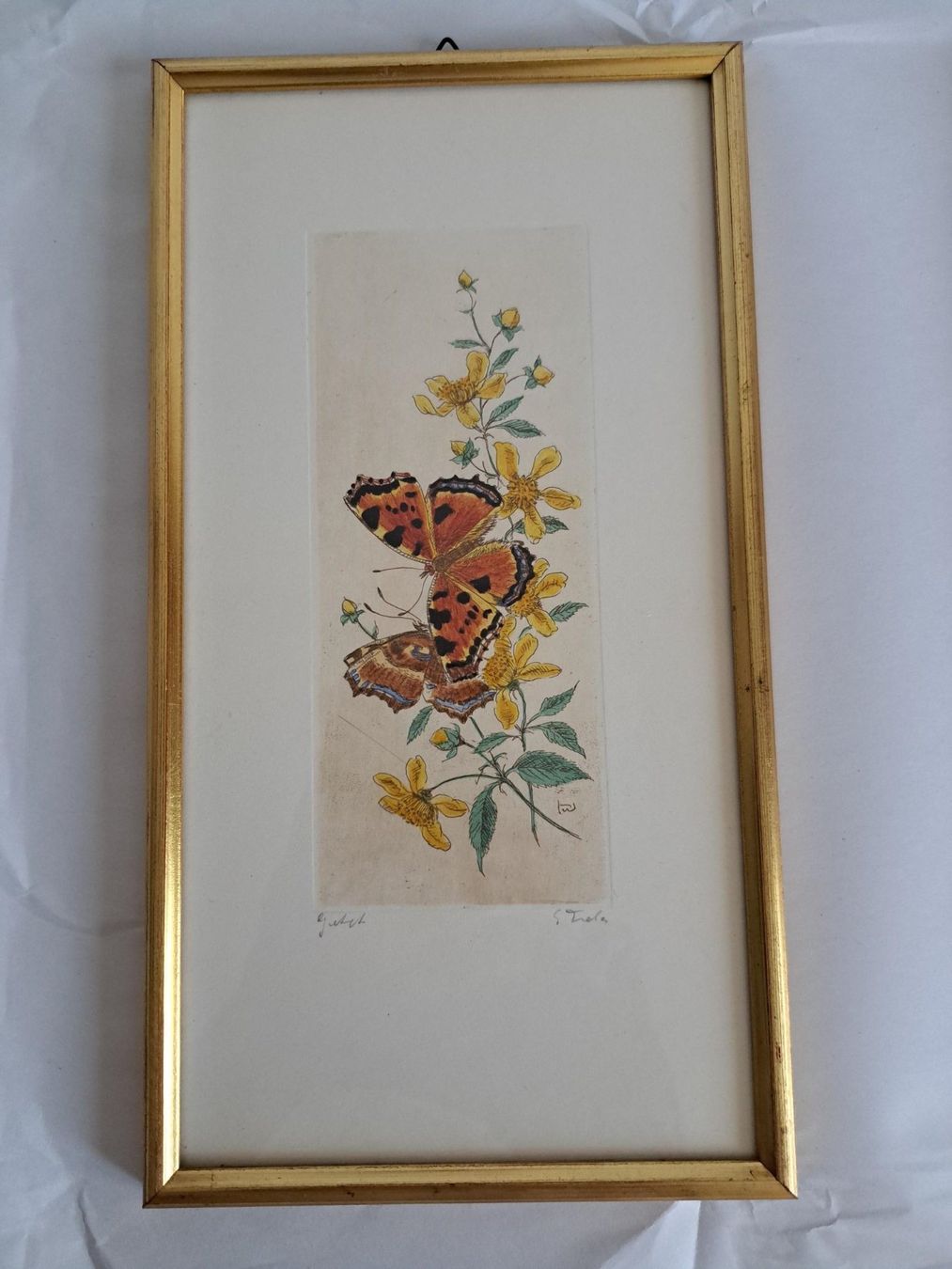 Foto & Immagini: C-Falter Schmetterlinge Vintage Botanik – Usato da Basel venduto da Patiscat