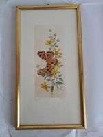Kolorierte C-Falter Schmetterlinge Vintage Botanik