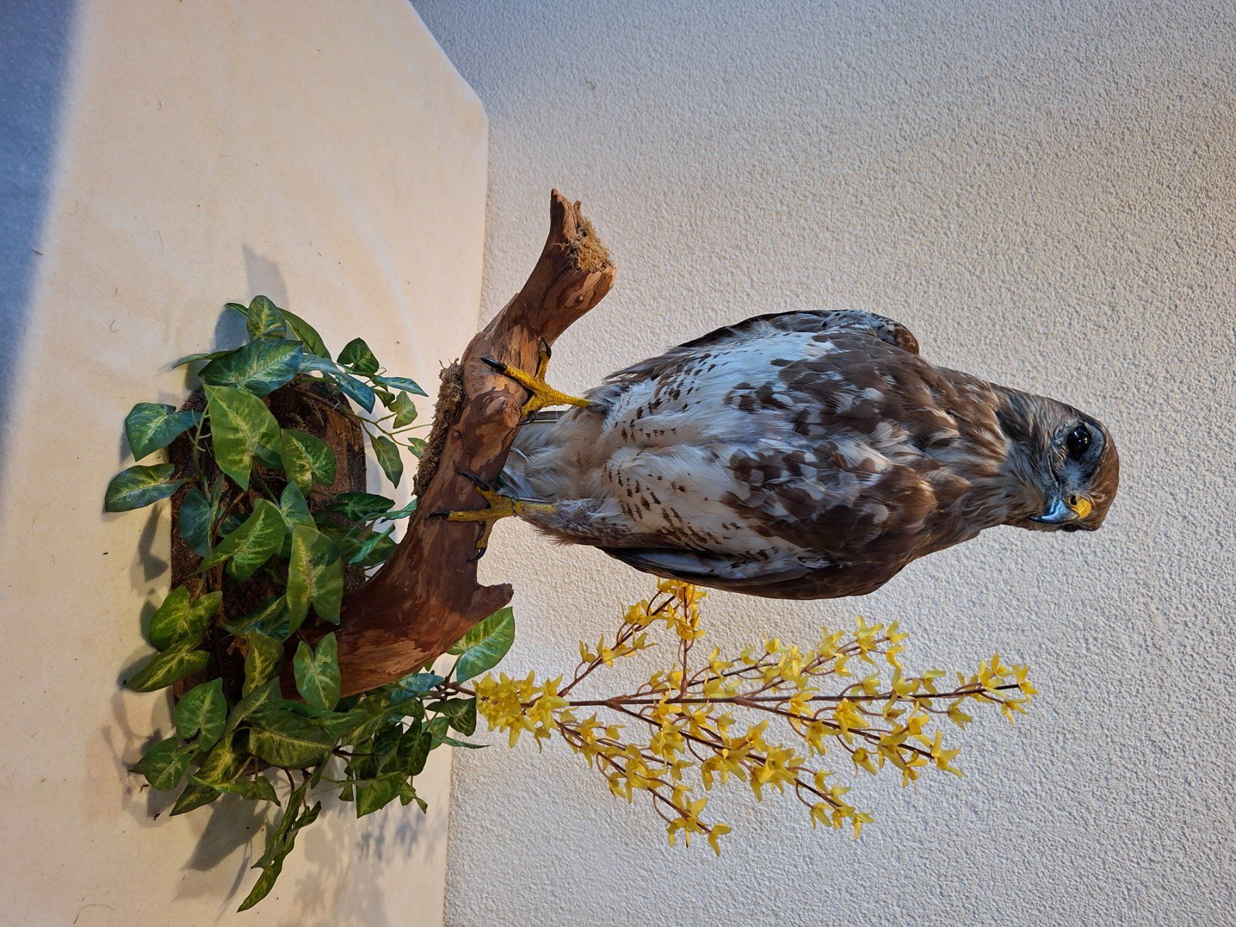 Welt der Tiere: Mäusebussard 1 – Gebraucht aus Wünnewil von Boschung1 1