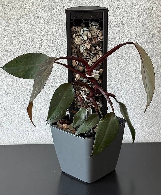Piante & sementi: Philodendron Pink Princess Galaxy, Mosspole – Usato da Aadorf venduto da Arkabraa