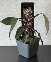 Philodendron Pink Princess Galaxy, Mosspole