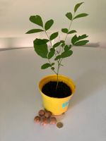 Walnussbaum Pflanze - 10 Monate alt