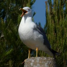 Profile image of Hopi_Dushi