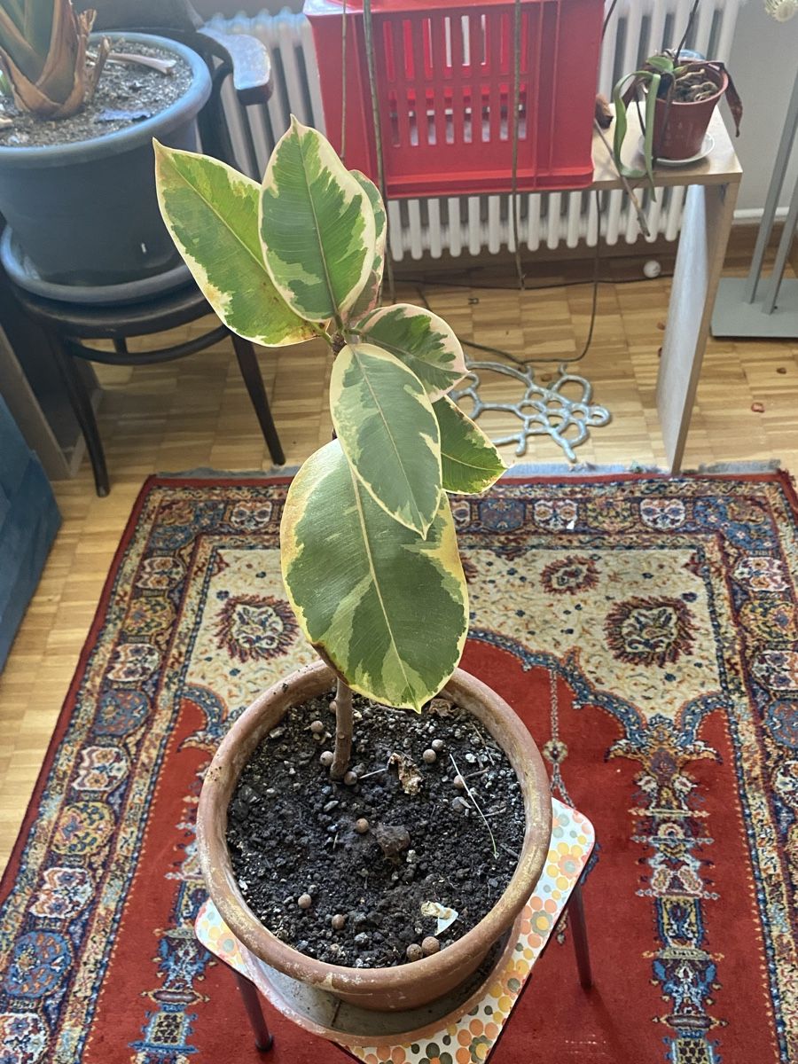 Pflanzen & Samen: Ficus elastica – Neu (gemäss Beschreibung) aus Zürich von lau_7vd8 1