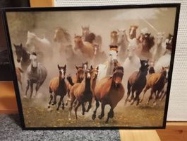 4 Pferdebilder gerahmt, Set aus 4 Stück