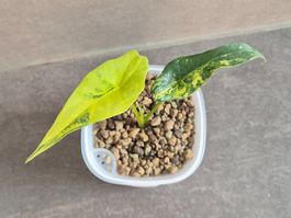 👑 Wunderschöne Alocasia Simpo aurea #2 👑